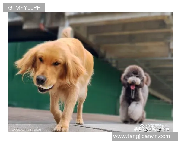 足球球星爱犬排名前十揭晓 看看你的偶像宠物排第几 足球球星爱犬排名前十揭晓 看看你的偶像宠物排第几